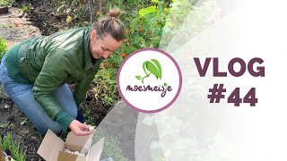 MOESTUIN VLOG 44  Ui en knoflook planten in oktober en op paddenstoelenjacht in de Bilt [upl. by Esorylime168]