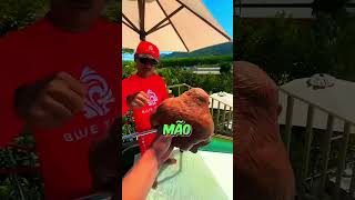 🐵❌Esse macaco decepcionou a todos curiosidades shorts [upl. by Netsuj]