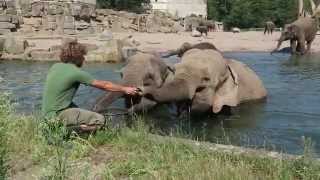 ElefantenBad und Fütterung im Tierpark Berlin [upl. by Sigfrid]