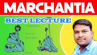 Marchantia best lecture  Bryophyta Marchantia  External amp Internal structure of marchantia [upl. by Eiramyelhsa]