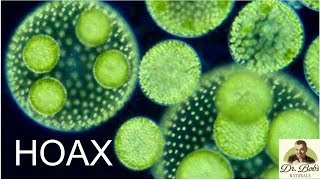 The Hoax of Cryptomonadales  The Truth about Chlorella [upl. by Olim40]