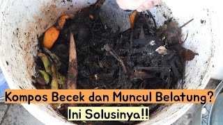 KENAPA KOMPOS SAYA BECEK DAN ADA BELATUNGNYA INI PENYEBAB DAN SOLUSINYA‼️ [upl. by Rochemont57]