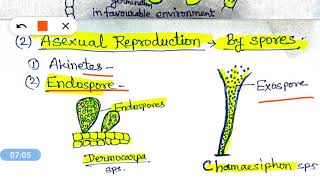 Reproduction in Algae शैवालों में प्रजनन [upl. by Ssej]