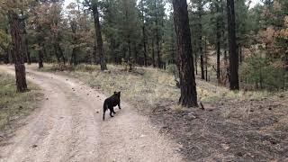 Enjoying the Fall Colors in the Kaibab Forest dailywalk williamsAZ Kaibab [upl. by Luhe782]