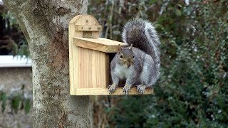 Squirrel Feeder in action [upl. by Davie]