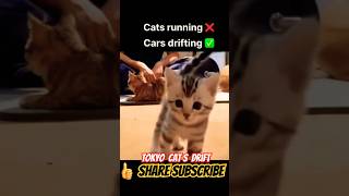 Cat Drifting cat drift japan car driftmusic cars viral shorts GoAheadMotivationstories [upl. by Baron]