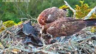 Poole Harbour Osprey Nest Camera  CJ7 amp 022 Dual Feeding Bob1 amp Bob2 [upl. by Baer]