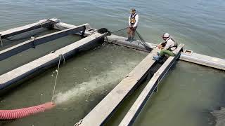 Nimbus Hatchery Salmon Release [upl. by Daas]