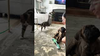 Our new Bullmastiff pup Andre “The Giant” Bernd puppy dog pets cute [upl. by Ahsets]