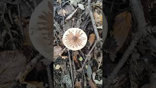 Macrolepiota amazing species in IRAN shorts [upl. by Eward]