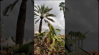 pappagalli in super slow motion sulle spiagge di Malaga [upl. by Eener]