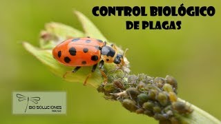 Como funciona el control biológico [upl. by Zedecrem]