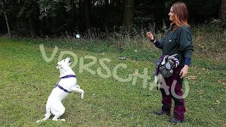 Schoko ein zuckersüßer Schlankmacher von adoptadogev9603 in Saarbrücken [upl. by Sikram]