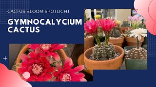 Spotlight on Gymnocalycium  Cactus Bloom [upl. by Arrehs84]