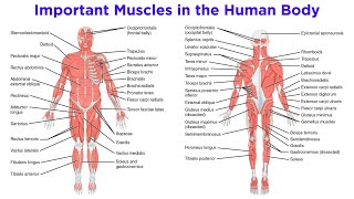 The Muscular System [upl. by Adalheid]