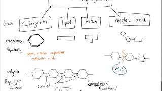 Dehydration synthesis and hydrolysis of monomer and polymer Lesson 7 part 3 of 3 [upl. by Uolyram]