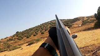 chasse toutourelle au Maroc 2024صيد القمري والحمامdove hunting 2024 [upl. by Melburn572]