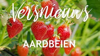 Versnieuws  Aardbeien van Beekers Berries🍓 [upl. by Eimaj]