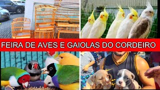 Feira de Pássaros e Gaiolas do Cordeiro passaros criarpassaros feiralivre [upl. by Giess]