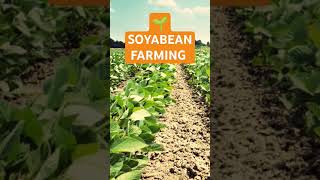 Soyabean farmingshortvideos shorts short trendingshorts trendingvideo shortvideo ytshort [upl. by Olpe]