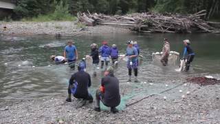 Stillaguamish Tribe Chinook Broodstocking 2016 [upl. by Rahcir]