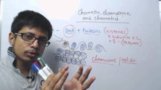 Chromosome chromatin and chromatid [upl. by Eahsel]