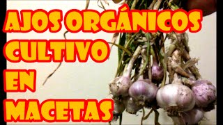 CULTIVO DE AJOS EN MACETAS quotPROCESO COMPLETOquot ORGÁNICOS [upl. by Reh]