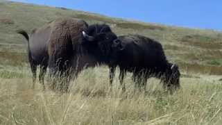 Montana buffalo mating season [upl. by Shelby]