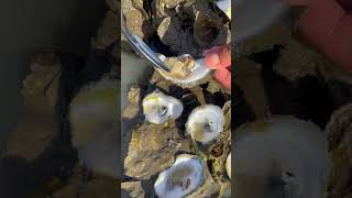 Find And Eat Oyster After Water sea Low Tide  BONG VATH [upl. by Mowbray]