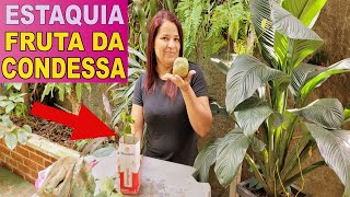 👉COMO FAZER MUDAS DA FRUTA DA CONDESSA TECNICA SIMPLES 👍🍒🌿💚 COMO PLANTAR GALHO DE FRUTIFERA [upl. by Vail118]