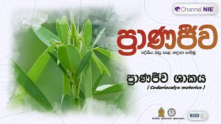 ප්‍රාණජිව ශාකය  Codariocalyx motorius  ප්‍රාණජිව  දේශීය ඔසු පැළ හදුනා ගනිමු [upl. by Winne]