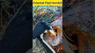 Oriential pied hornbill  Malaysianpiedhornbill  hornbill feed chicks [upl. by Kcir]