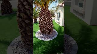 this transformation is why were highly reviewed  Us Turf Las Vegas [upl. by Truda]