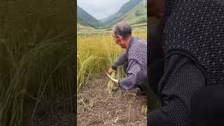 Cutting process of flax stem [upl. by Enirhtak536]