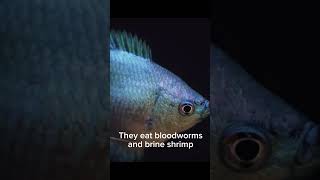 Why dwarf gourami are the best centerpiece fish for 10 gallon tank aquariumfish gourami shorts [upl. by Tremayne]