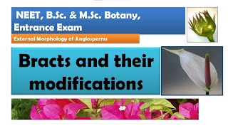 Bracts and their Modification  NEET BSc amp MSc Botany [upl. by Ahseihs]