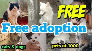 Free adoption dog amp cats available 💥 other pets at 1000 l pets under 1000🔥 [upl. by Yenroc]