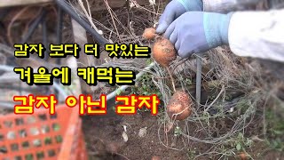 심으면 좋은 텃밭작물 2부 겨울에 캐면 맛 있는 감자 아닌 감자 봄에 꼭 심으세요mp4 [upl. by Nairolf]