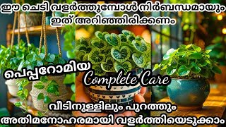 ഈ ചെടി വളർത്തുമ്പോൾ ഇത് അറിയാതെ പോവല്ലേ  Peperomia plant care in malayalam indoorplants gardening [upl. by Desirae671]