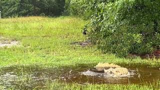 TS Debby flooding through manhole cover in Hinesville GA [upl. by Boothman146]