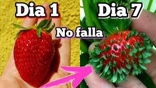 Como cultivar FRESA HIDROPÓNICA casera 🍓 Paso a paso ✅ [upl. by Dlawso]