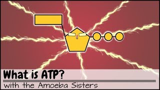 What is ATP [upl. by Eanat]