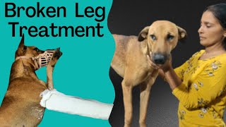 Fracture treatment in DogOrthopaedic casting by using plaster of Paris dogsviral animals [upl. by Artemis269]