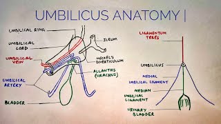 Umbilicus anatomy  med tutorials [upl. by Ezar]