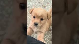 Barking 🤫 puppy puppyentertainment dog cute doglover puppydog youtubeshorts shortvideo [upl. by Kulsrud695]