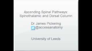 Ascending Spinal Cord Pathways [upl. by Kee]