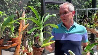 When to start watering Catasetum orchids [upl. by Eimmas960]