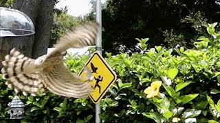 Hawk Attacks Finch FYV [upl. by Essiralc]