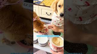 Cats and dogs can eat meat flannel with rice They will never be picky eaters again Cute pet pr [upl. by Ban979]