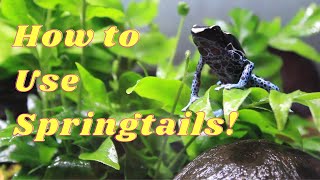 How to Use Springtails in Your Bioactive Vivarium [upl. by Pierson595]